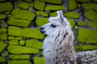 Exploring Sustainable Living in Peru: A Blend of History and The Future