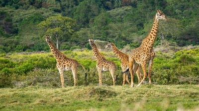 Best Countries to Visit as a Student
